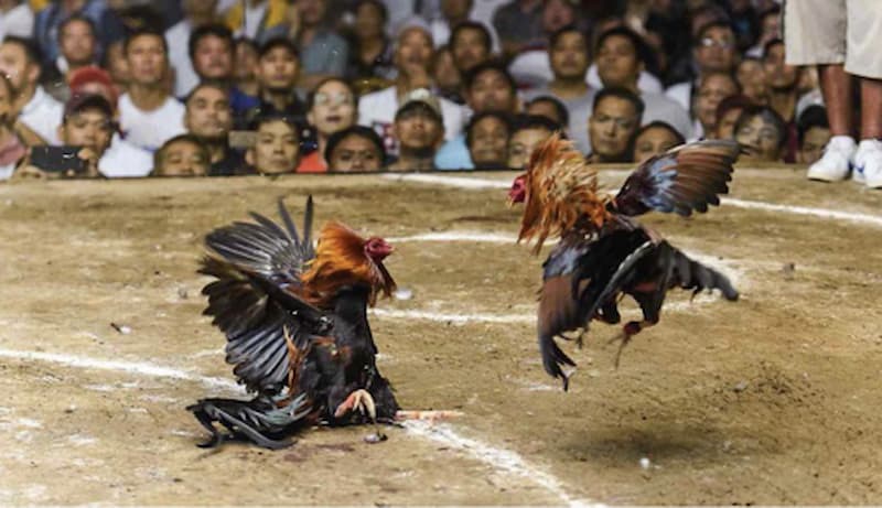 ประเภทของการชนไก่ที่ดีที่มีในสนามเด็กเล่น
